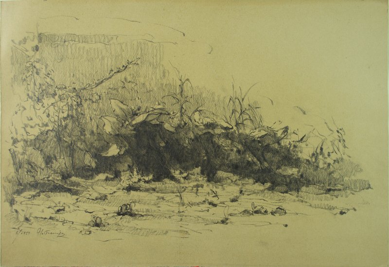 1951 - Studio di piante presso Formia